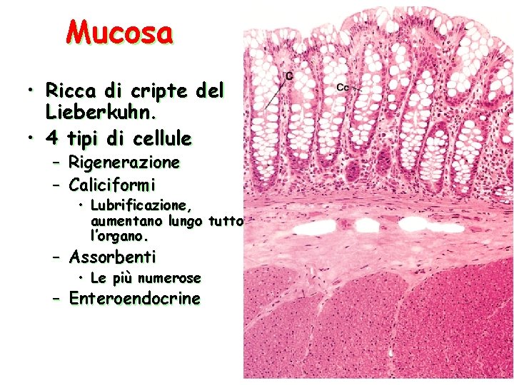 Mucosa • Ricca di cripte del Lieberkuhn. • 4 tipi di cellule – –