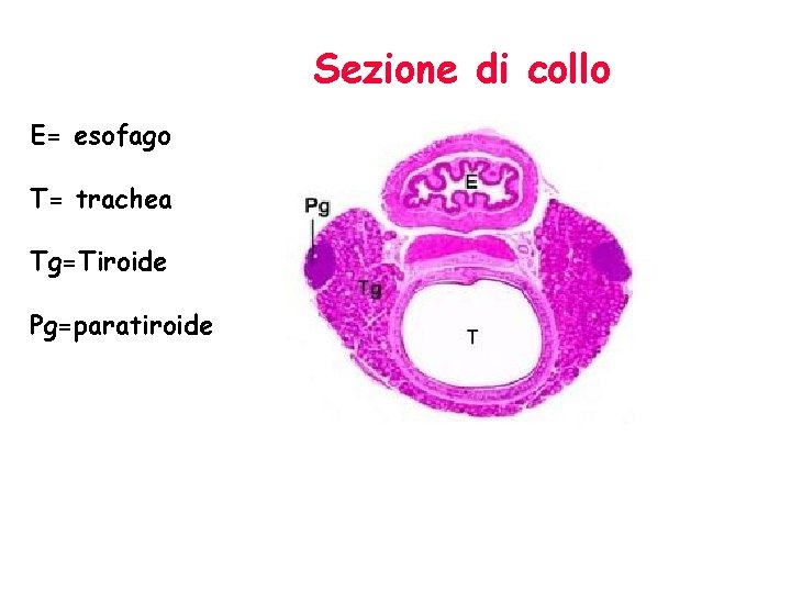 Sezione di collo E= esofago T= trachea Tg=Tiroide Pg=paratiroide 