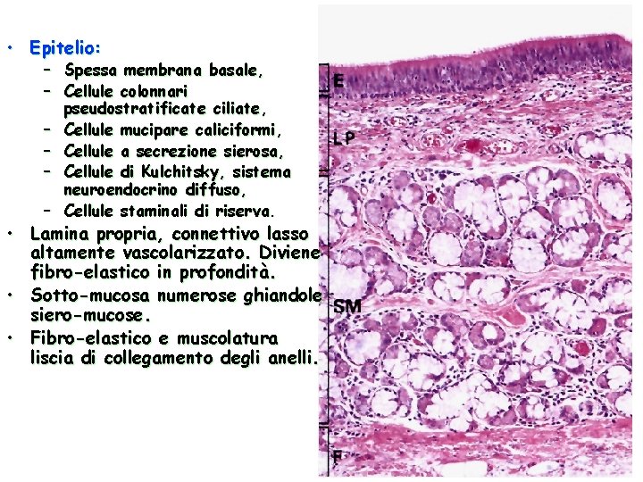  • Epitelio: – – – Spessa membrana basale, Cellule colonnari pseudostratificate ciliate, Cellule