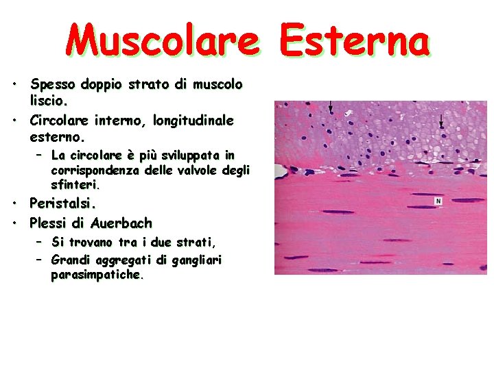Muscolare Esterna • Spesso doppio strato di muscolo liscio. • Circolare interno, longitudinale esterno.