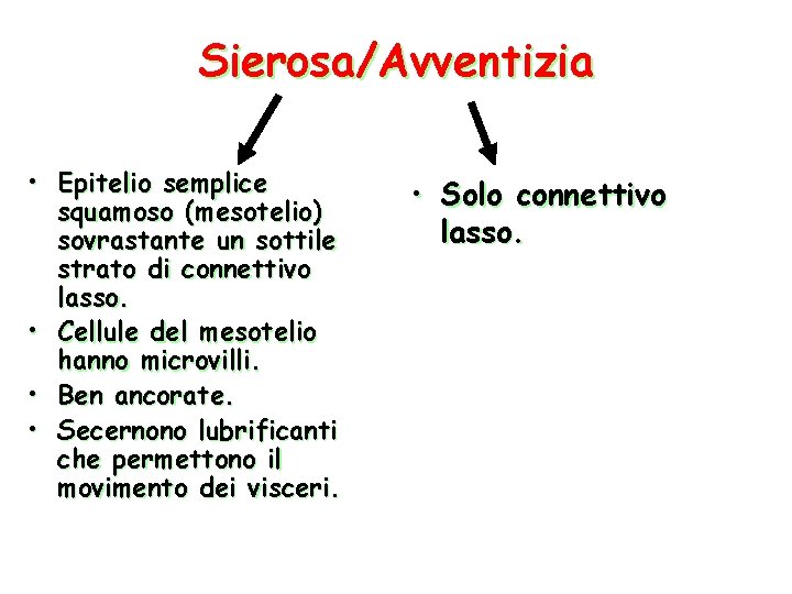 Sierosa/Avventizia • Epitelio semplice squamoso (mesotelio) sovrastante un sottile strato di connettivo lasso. •