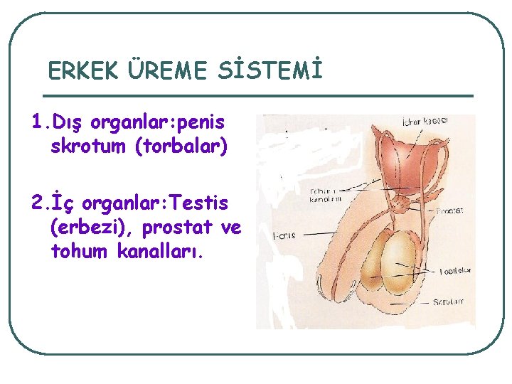 ERKEK ÜREME SİSTEMİ 1. Dış organlar: penis skrotum (torbalar) 2. İç organlar: Testis (erbezi),