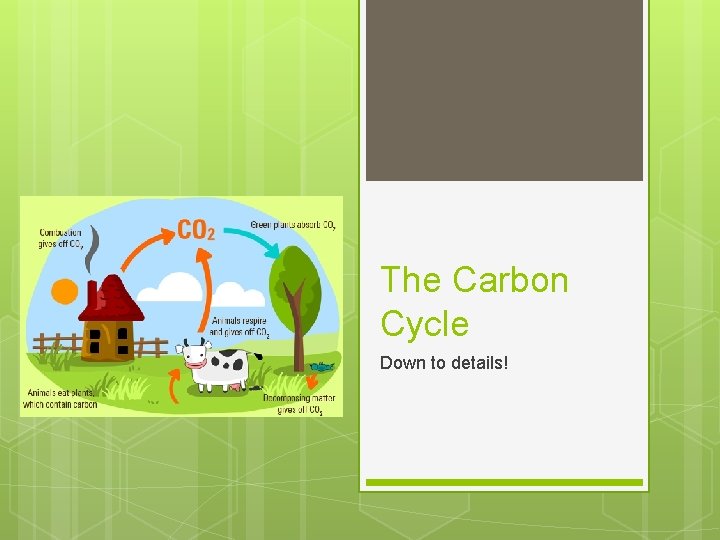 The Carbon Cycle Down to details! 