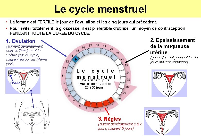 Le cycle menstruel • La femme est FERTILE le jour de l'ovulation et les