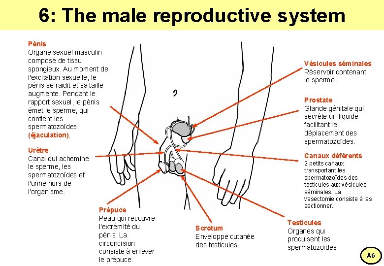 6: The male reproductive system Pénis Organe sexuel masculin composé de tissu spongieux. Au