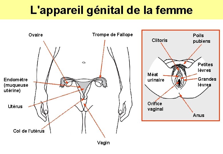 L'appareil génital de la femme Ovaire Trompe de Fallope Clitoris Méat urinaire Endomètre (muqueuse