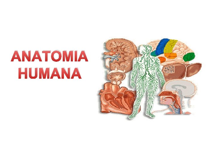 ANATOMIA HUMANA 