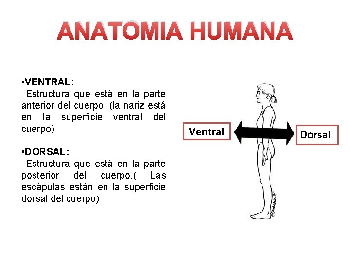 ANATOMIA HUMANA • VENTRAL: Estructura que está en la parte anterior del cuerpo. (la