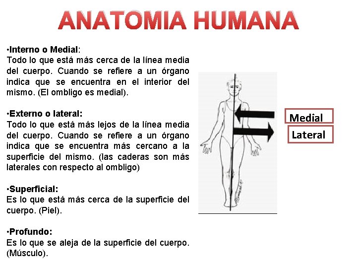 ANATOMIA HUMANA • Interno o Medial: Todo lo que está más cerca de la