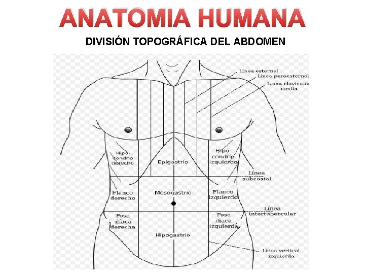 ANATOMIA HUMANA DIVISIÓN TOPOGRÁFICA DEL ABDOMEN 