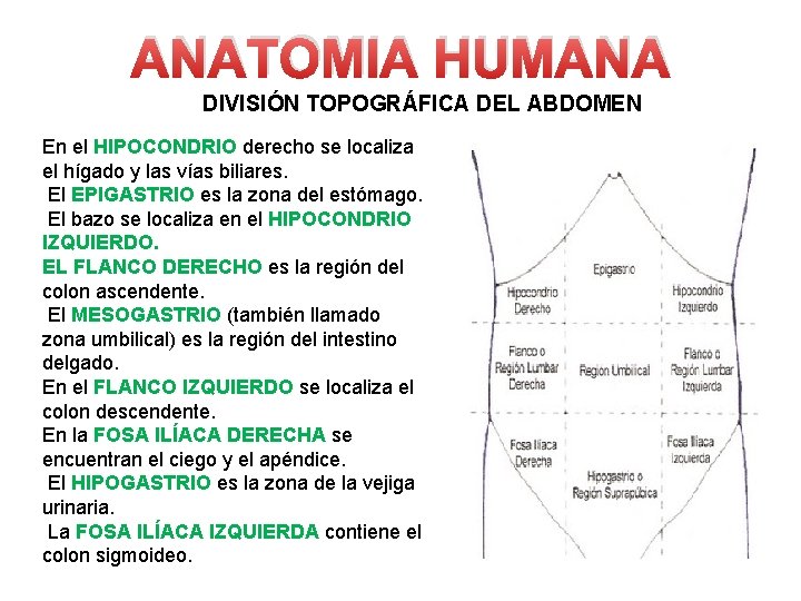 ANATOMIA HUMANA DIVISIÓN TOPOGRÁFICA DEL ABDOMEN En el HIPOCONDRIO derecho se localiza el hígado