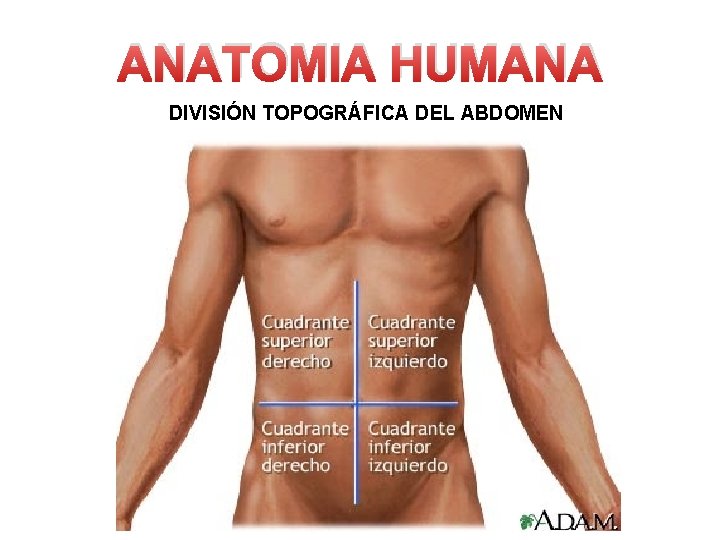 ANATOMIA HUMANA DIVISIÓN TOPOGRÁFICA DEL ABDOMEN 