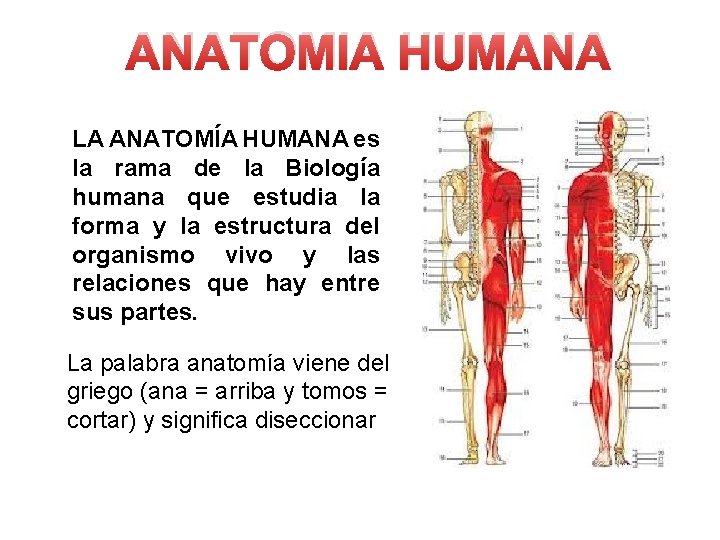 ANATOMIA HUMANA LA ANATOMÍA HUMANA es la rama de la Biología humana que estudia