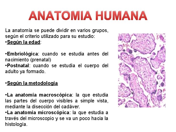 ANATOMIA HUMANA La anatomía se puede dividir en varios grupos, según el criterio utilizado