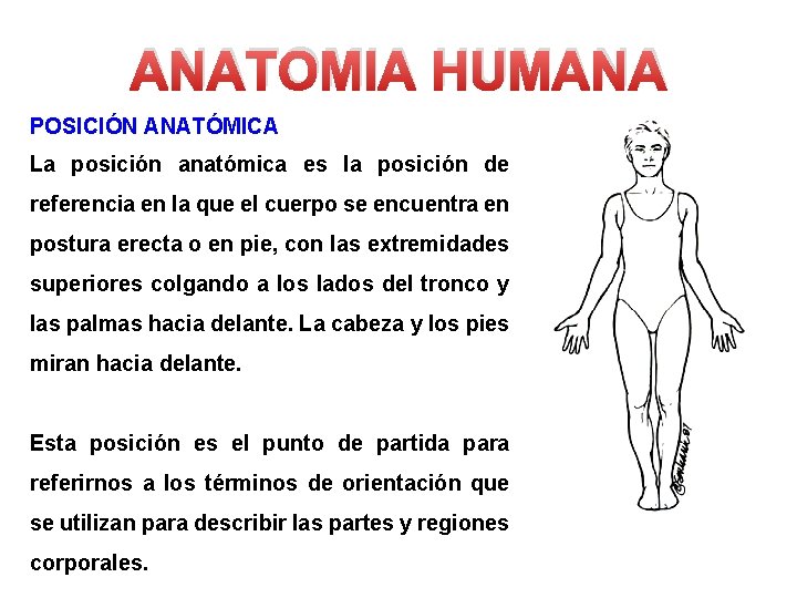 ANATOMIA HUMANA POSICIÓN ANATÓMICA La posición anatómica es la posición de referencia en la