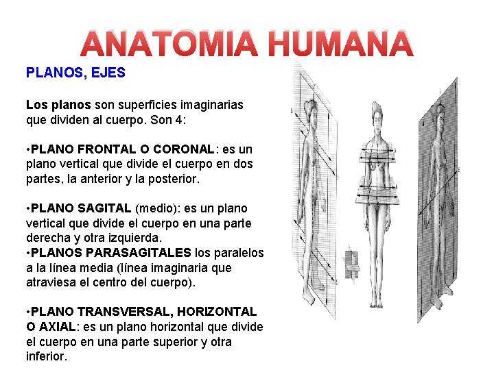 ANATOMIA HUMANA PLANOS, EJES Los planos son superficies imaginarias que dividen al cuerpo. Son