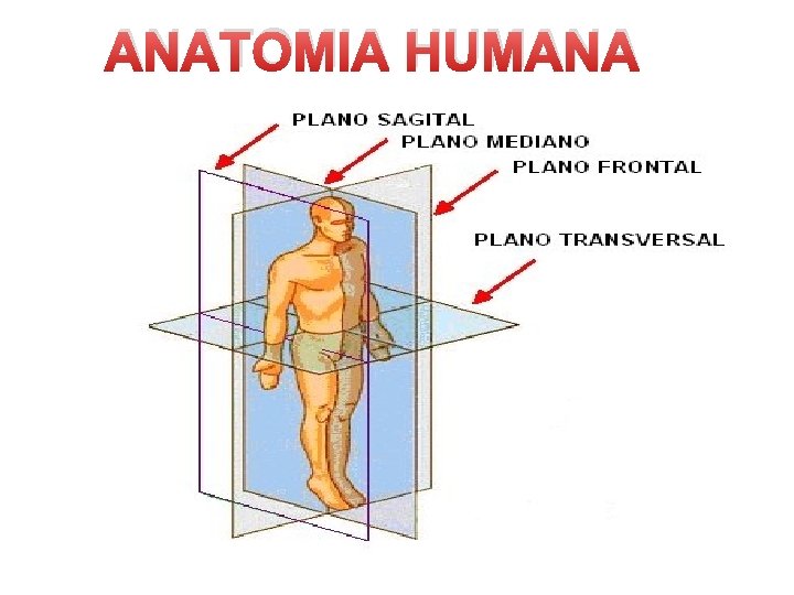 ANATOMIA HUMANA 