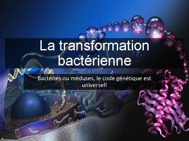 La transformation bactérienne Bactéries ou méduses, le code génétique est universel! 