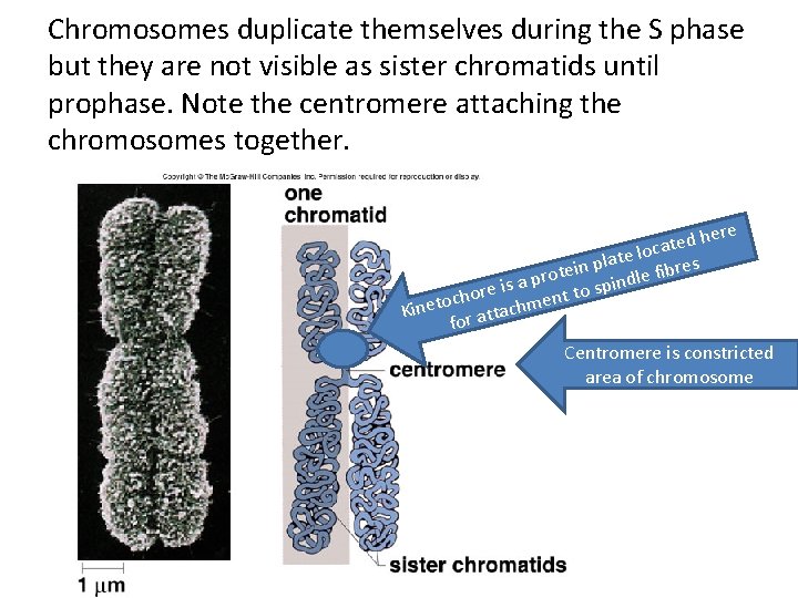Chromosomes duplicate themselves during the S phase but they are not visible as sister