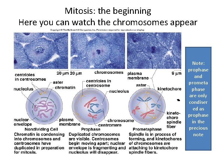 Mitosis: the beginning Here you can watch the chromosomes appear Note: prophase and prometa