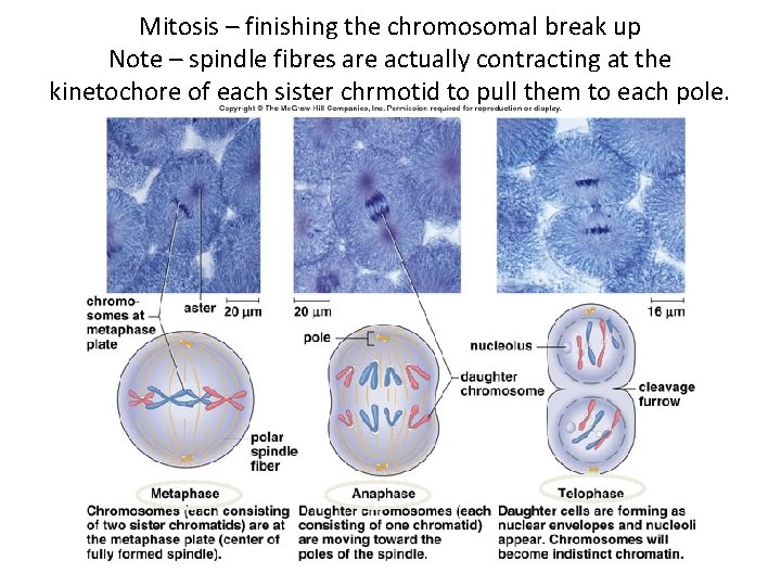 Mitosis – finishing the chromosomal break up Note – spindle fibres are actually contracting