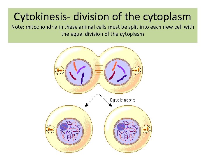 Cytokinesis- division of the cytoplasm Note: mitochondria in these animal cells must be split