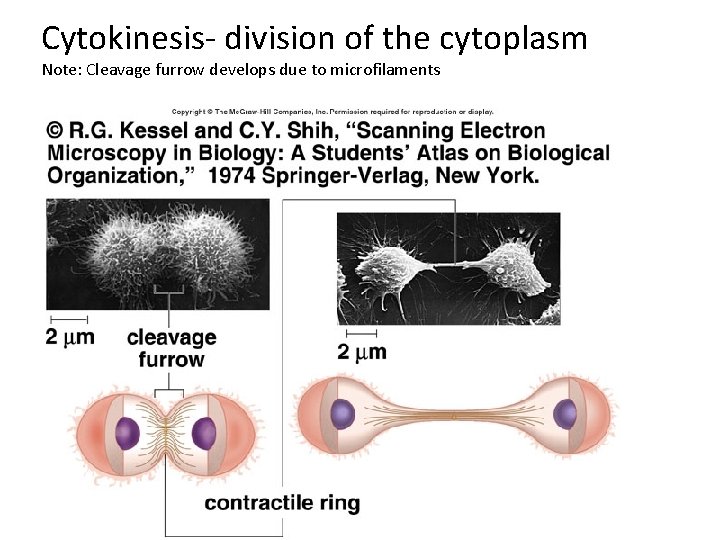 Cytokinesis- division of the cytoplasm Note: Cleavage furrow develops due to microfilaments 