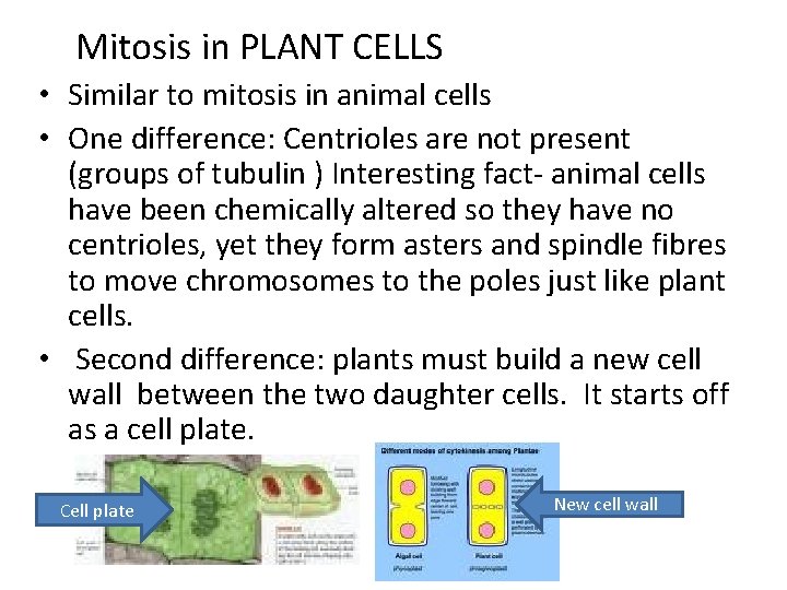 Mitosis in PLANT CELLS • Similar to mitosis in animal cells • One difference: