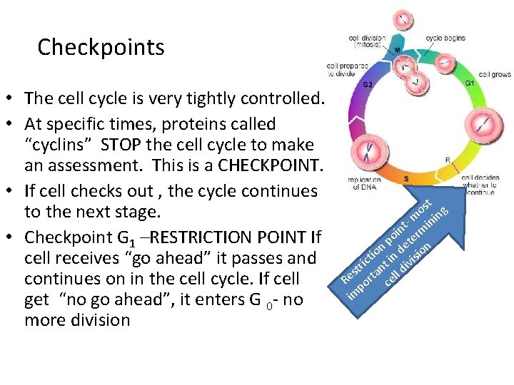 Checkpoints • The cell cycle is very tightly controlled. • At specific times, proteins