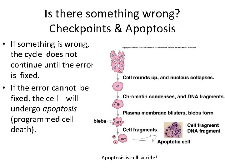 Is there something wrong? Checkpoints & Apoptosis • If something is wrong, the cycle