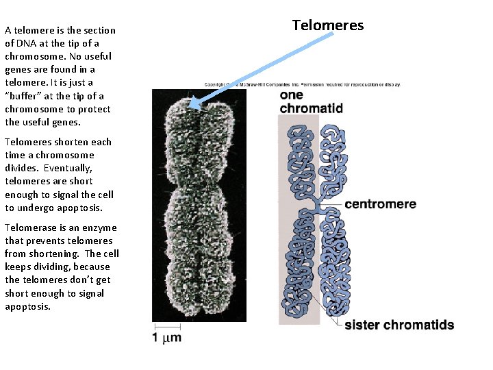 A telomere is the section of DNA at the tip of a chromosome. No