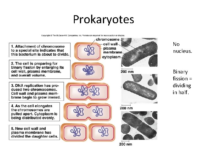 Prokaryotes No nucleus. Binary fission = dividing in half. 