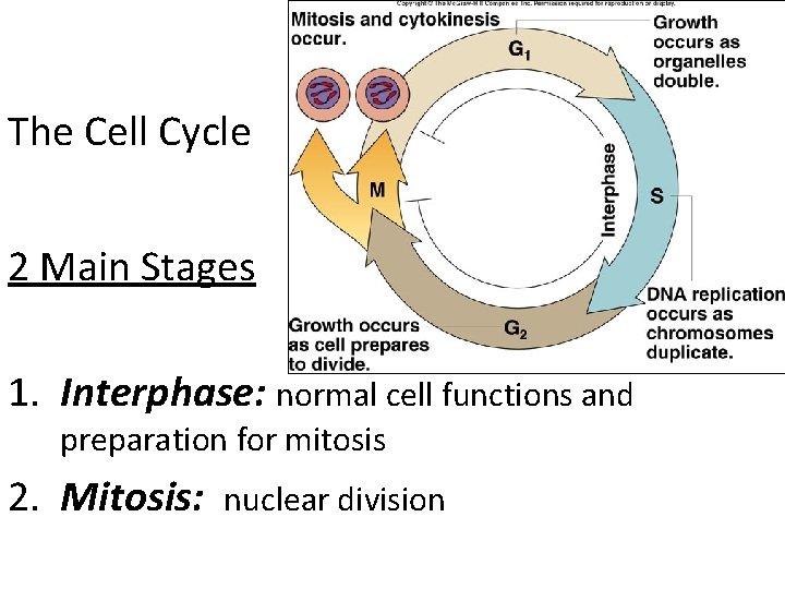 The Cell Cycle 2 Main Stages 1. Interphase: normal cell functions and preparation for