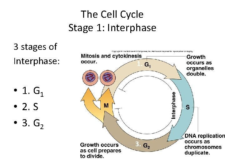 The Cell Cycle Stage 1: Interphase 3 stages of Interphase: 1. • 1. G