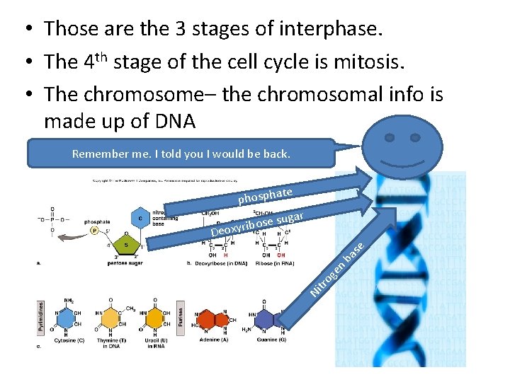  • Those are the 3 stages of interphase. • The 4 th stage