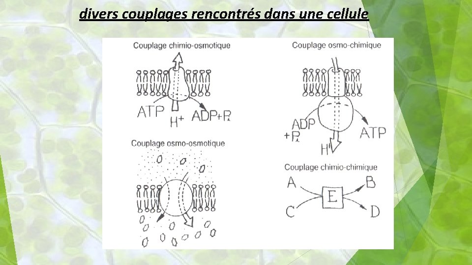 divers couplages rencontrés dans une cellule 11 