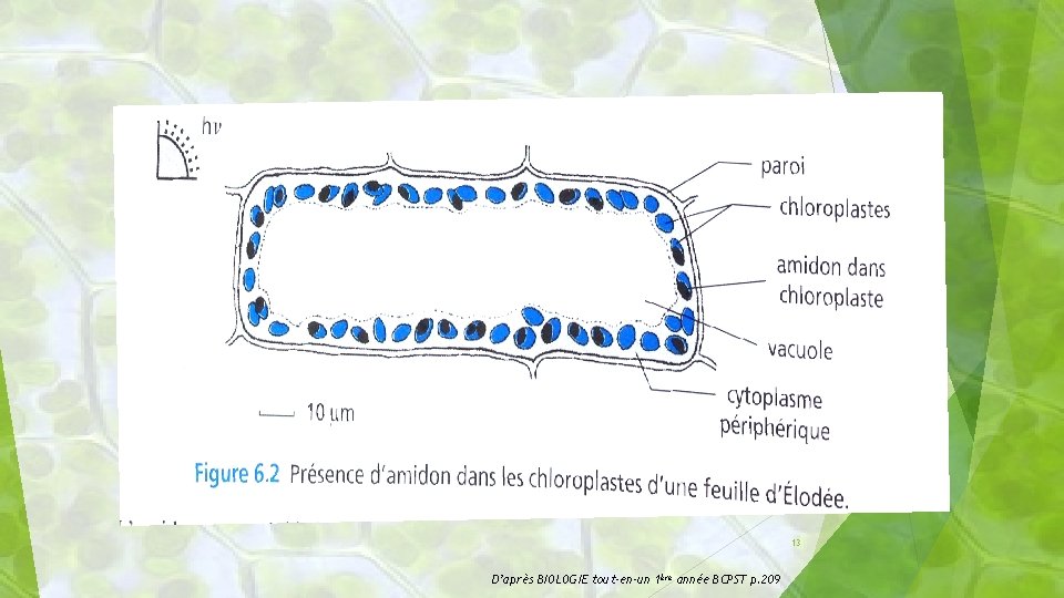 13 D’après BIOLOGIE tout-en-un 1ère année BCPST p. 209 