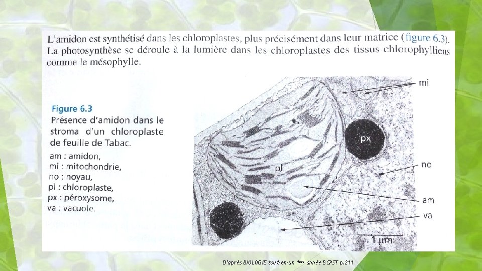 14 D’après BIOLOGIE tout-en-un 1ère année BCPST p. 211 