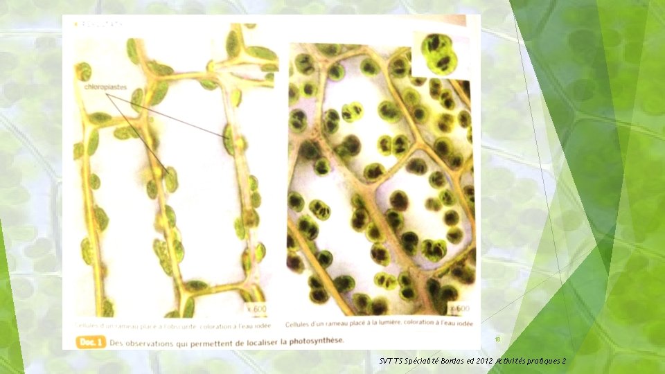 18 SVT TS Spécialité Bordas ed 2012 Activités pratiques 2 