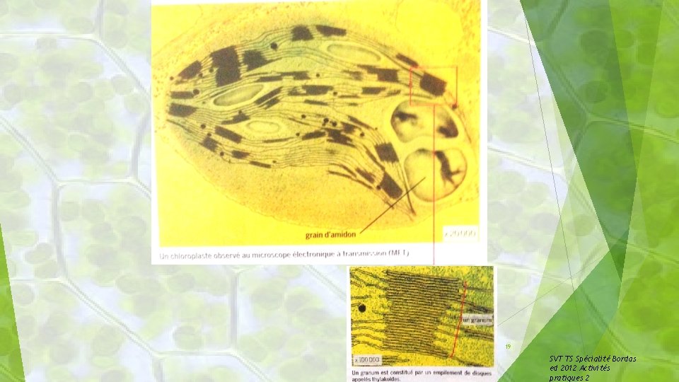 19 SVT TS Spécialité Bordas ed 2012 Activités pratiques 2 