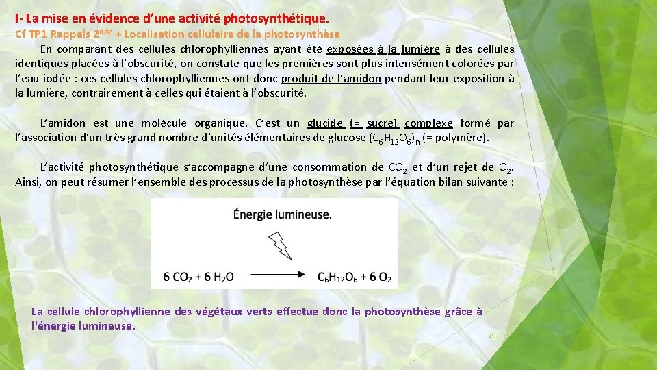 I- La mise en évidence d’une activité photosynthétique. Cf TP 1 Rappels 2 nde