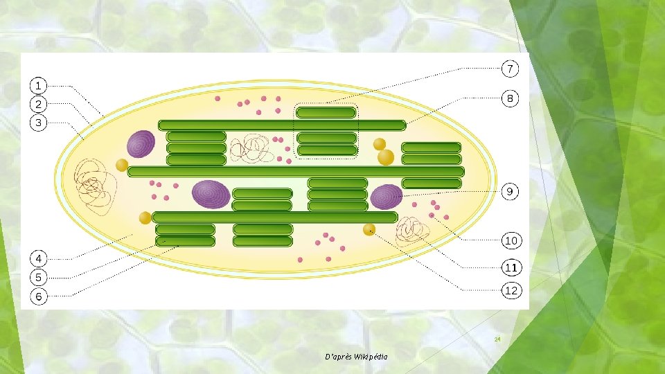 24 D’après Wikipédia 