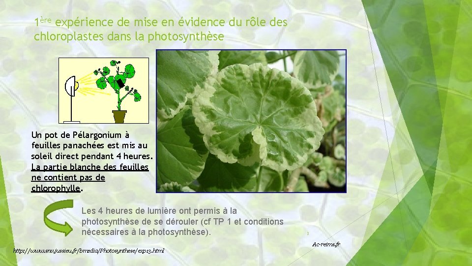 1ère expérience de mise en évidence du rôle des chloroplastes dans la photosynthèse Un