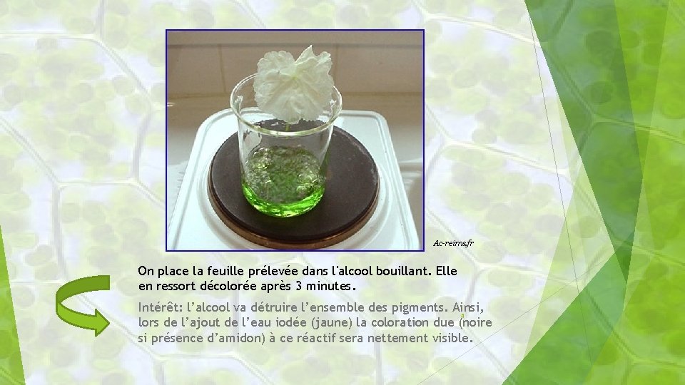 Ac-reims. fr On place la feuille prélevée dans l'alcool bouillant. Elle en ressort décolorée