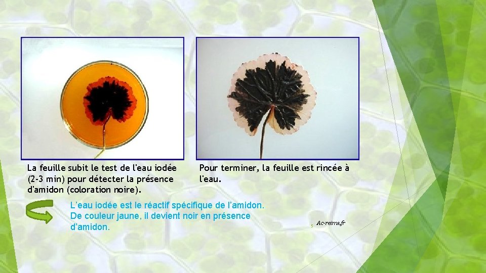 La feuille subit le test de l'eau iodée (2 -3 min) pour détecter la