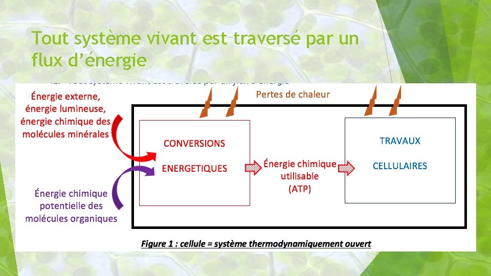 Tout système vivant est traversé par un flux d’énergie 8 