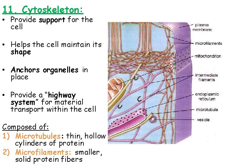 11. Cytoskeleton: • Provide support for the cell • Helps the cell maintain its