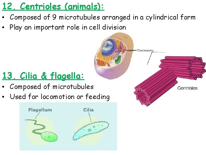 12. Centrioles (animals): • Composed of 9 microtubules arranged in a cylindrical form •