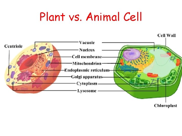 Plant vs. Animal Cell 