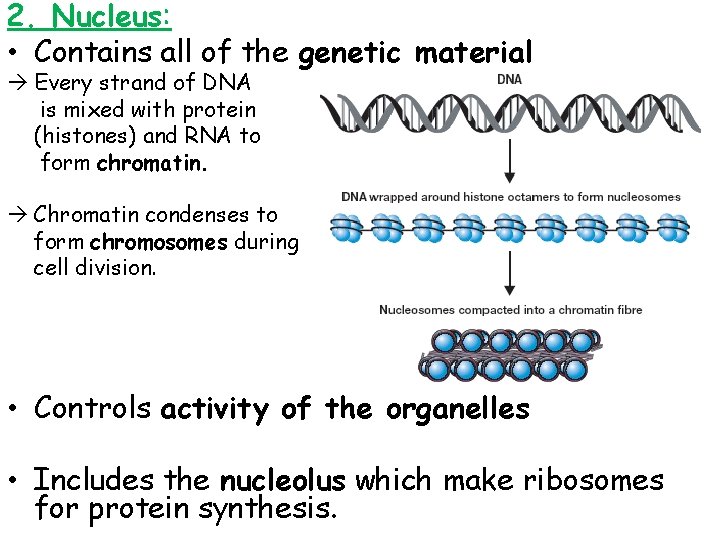 2. Nucleus: • Contains all of the genetic material Every strand of DNA is